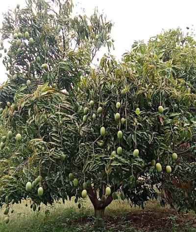 Read more about the article बस्तर की अनोखी आम पूजा